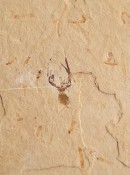 Fossilised Spider131