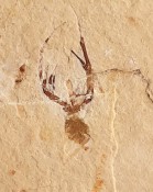 Fossilised Spider131