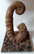 Audoliceras Ammonite 119