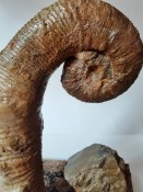 Audoliceras Ammonite 119