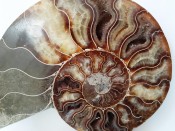 Split Cleoniceras Ammonite 40