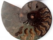 Split Cleoniceras Ammonite 35
