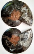 Split Cleoniceras Ammonite 35