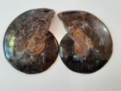 Split Cleoniceras Ammonite 77