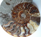 Split Cleoniceras Ammonite 76