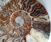 Split Cleoniceras Ammonite 76