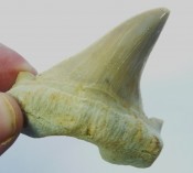 Otodus grey, shark tooth