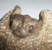 Zlichovaspis Trilobite 4