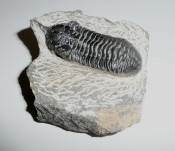 Morocanites Trilobite 1