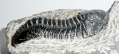 Morocanites Trilobite 1