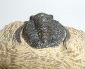 Cornuproetus Trilobite