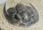 Cornuproetus Trilobite