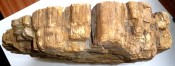 Madagascar fossil Wood 2
