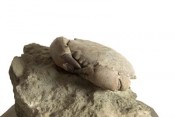 Mud crab Harpactocarcinus punctulatus