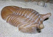 Asaphus trilobites 1