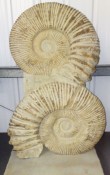 Fossil sculptural pieces