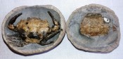 Coeloma Crab