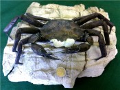 Archeogeryon Crab