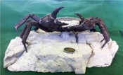 Archeogeryon Crab