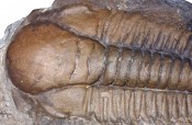 Paradoxides Trilobite