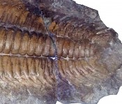 Paradoxides Trilobite